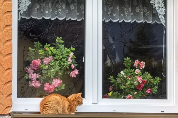 Why Cat Window Perches Have Become Essential for Indoor Cats