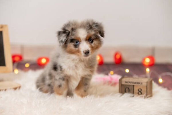 The Australian Shepherd Puppy shepherd puppy