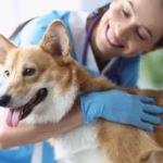 Westside Animal Hospital: A Trusted Partner in Pet Care