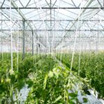 greenhouses