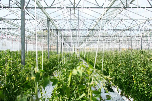 The Potential of Greenhouses: Future Gardening greenhouses